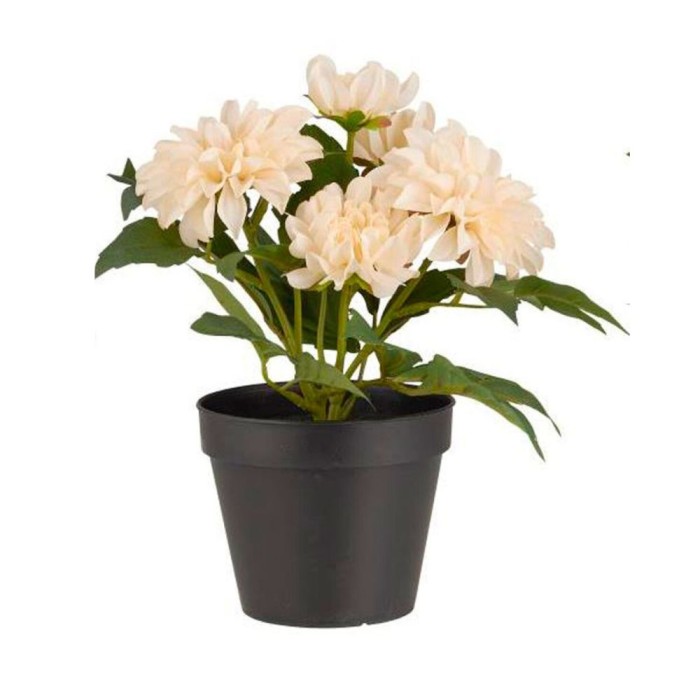 Dahlia Flowers - Cream
