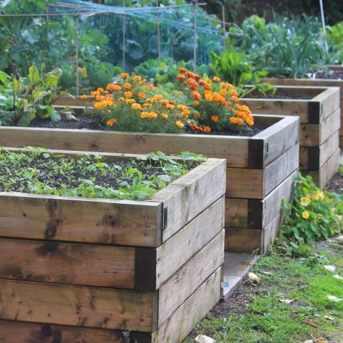Vegetable Boxes