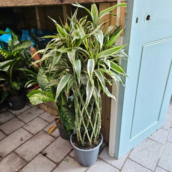 Lucky Bamboo (Dracaena Sanderiana White Boarder)