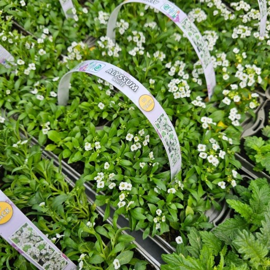 Alyssum White 10 Pack