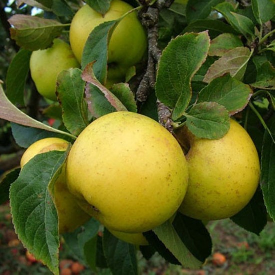 Malus domestica 'Grenadier'