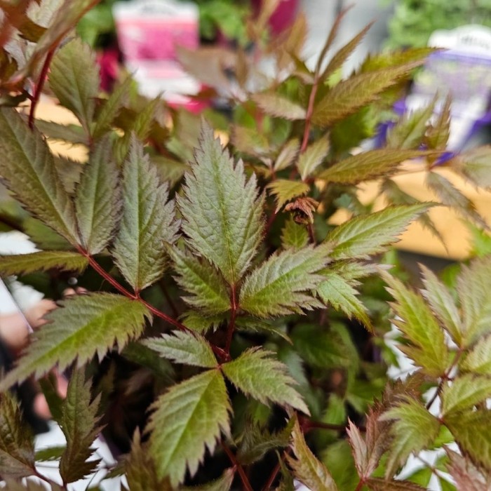 Astilbe 'Fanal'