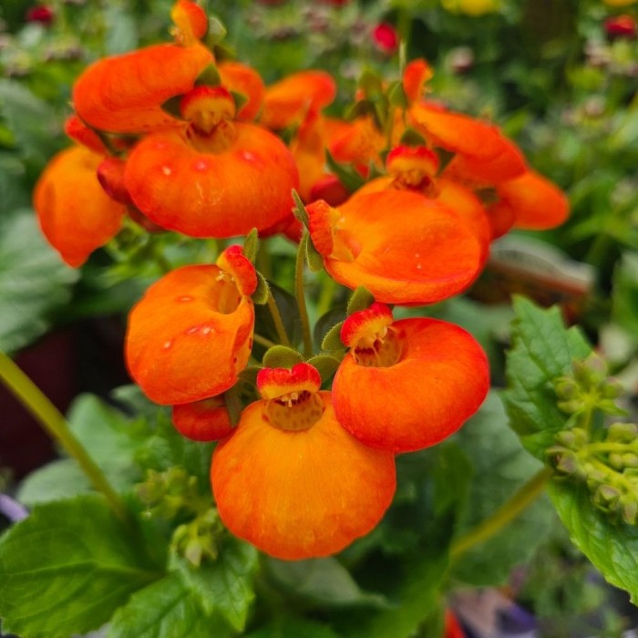 Calceolaria Slipper Flower (Orange)