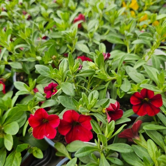 Calibrachoa Callie Red