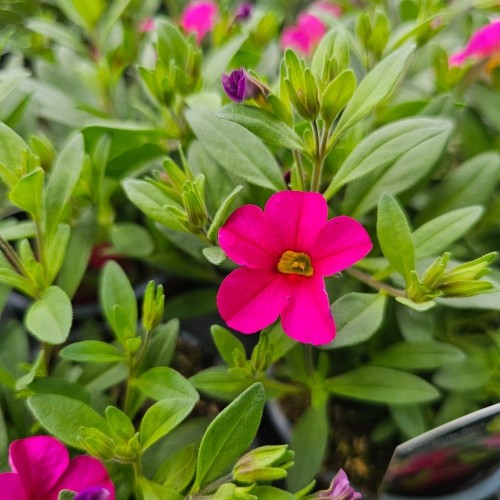 Calibrachoa Callie Rose w/Eye 