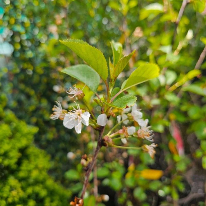 Prunus cerasus 'Morello'
