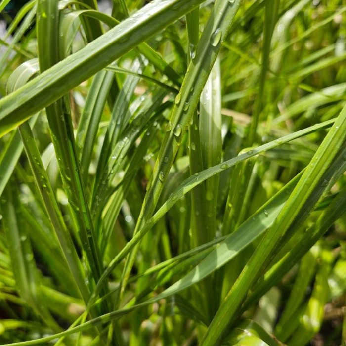 Cortaderia selloana (Pampas grass)