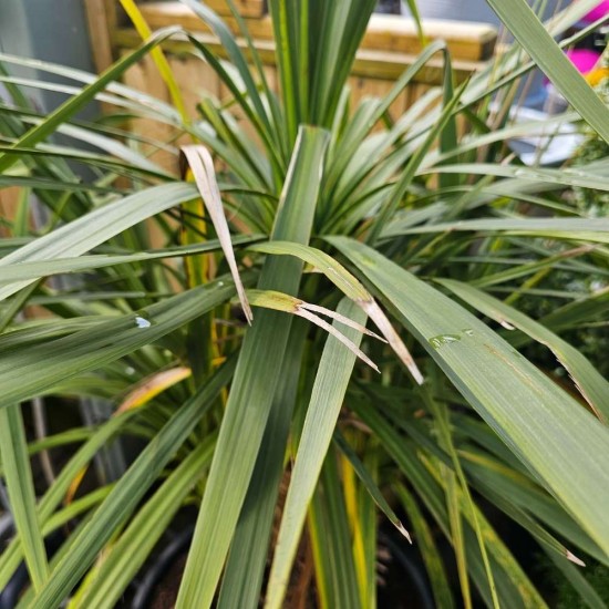 Cordyline australis