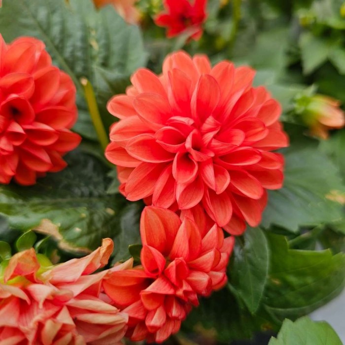 Dahlia Mix