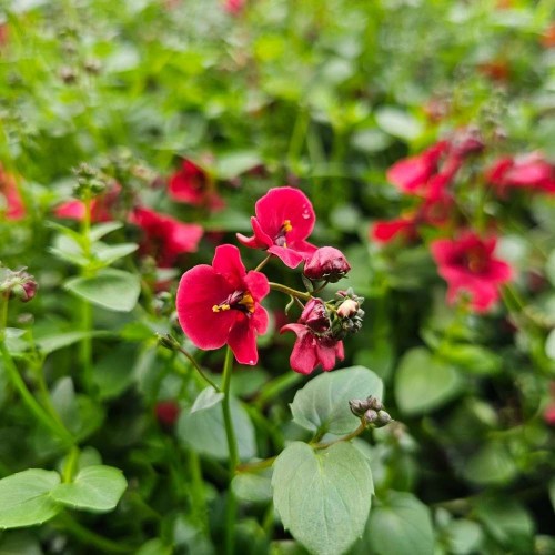 Diascia Flying Colours Red