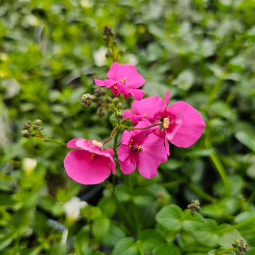 Diascia Flying Colours Rose