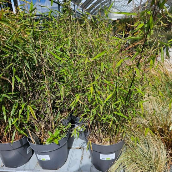 Fargesia nitida 'Black Pearl'