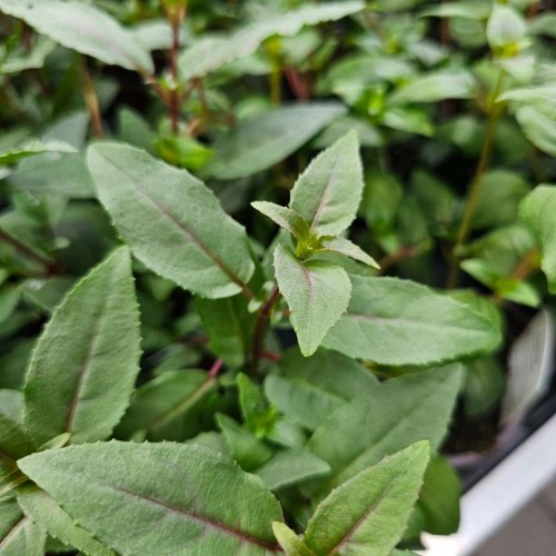 Fuchsia Winston Churchill
