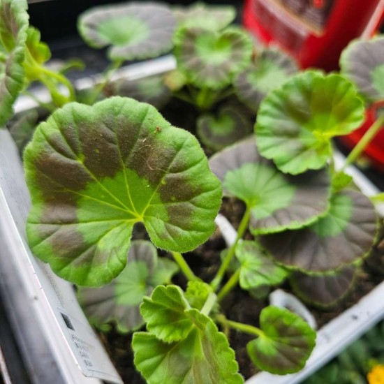 Geranium Pink