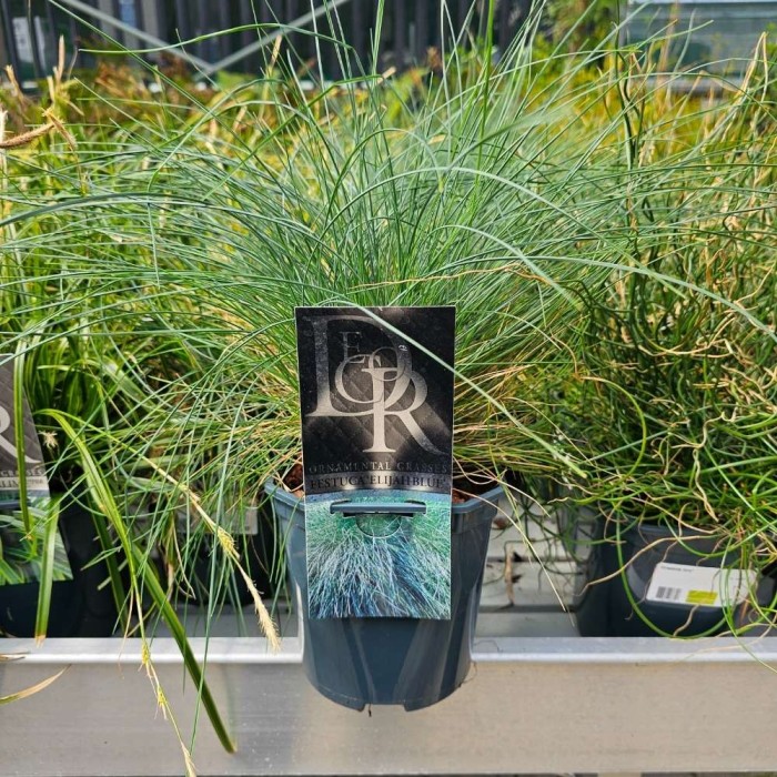 Festuca glauca 'Elijah Blue' Mix