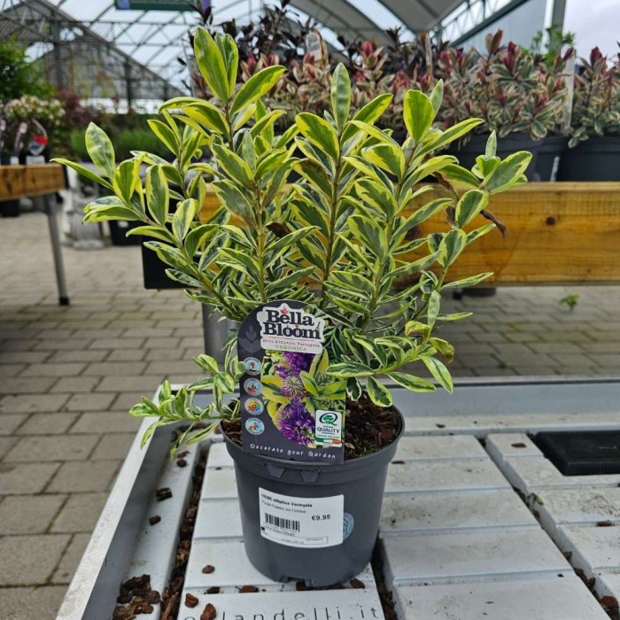 Hebe vernicosa