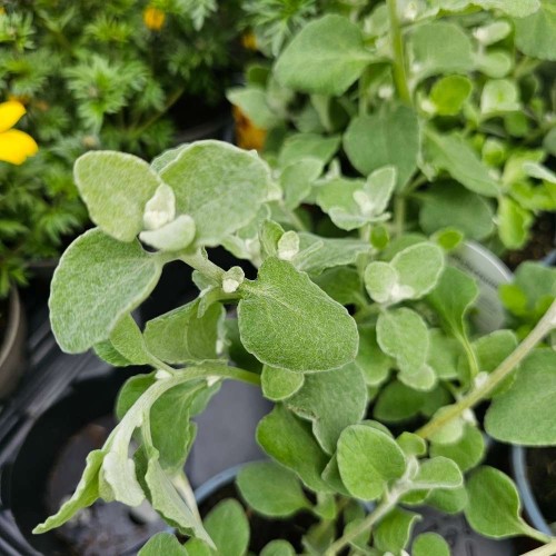 Helichrysum Silver