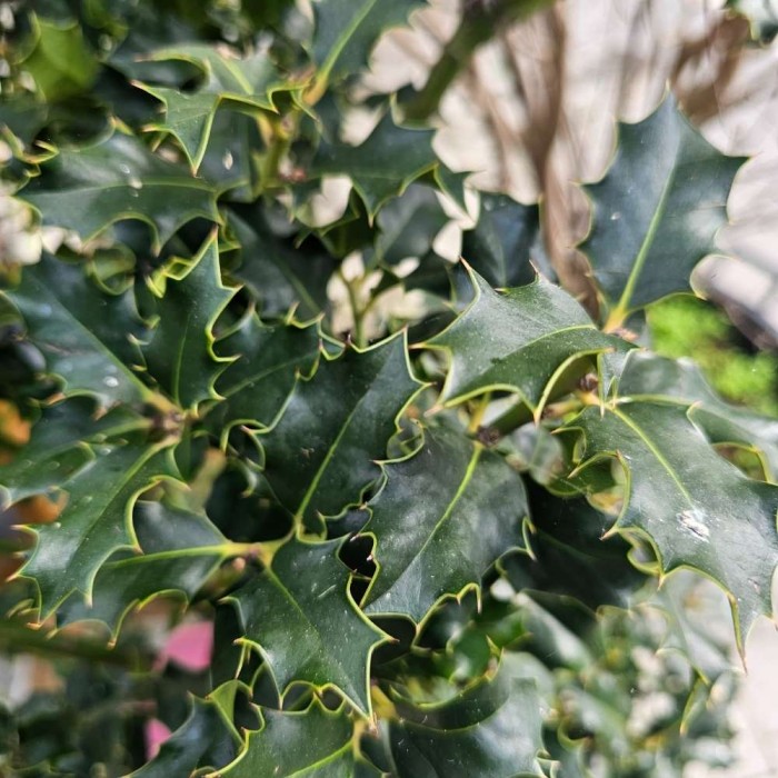 Ilex aquifolium (Holly)