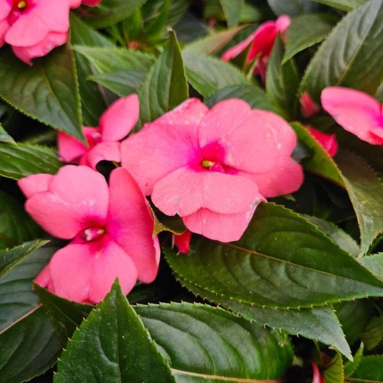 Impatiens Mix