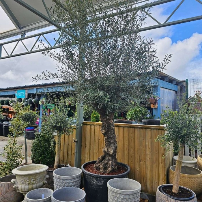 Olea Europaea (Olive Tree) Bonsai