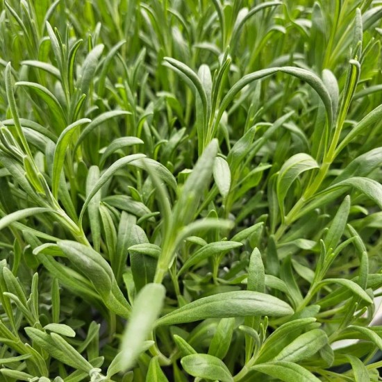 Lavandula angustifolia 'Vera'