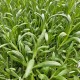 Lavandula angustifolia 'Vera'