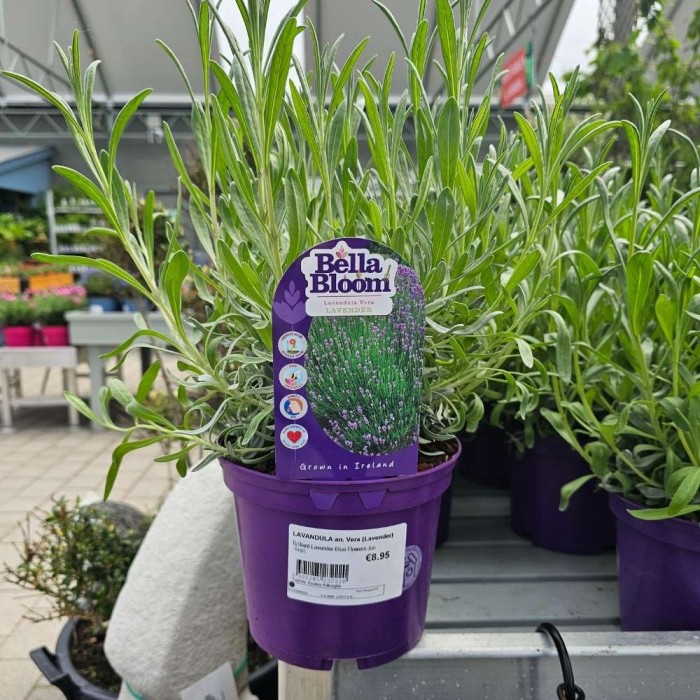 Lavandula angustifolia 'Vera'