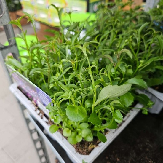 Lobelia Cambridge Blue