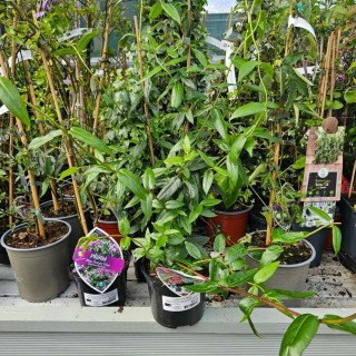 Lonicera henryi | Henry's Honeysuckle