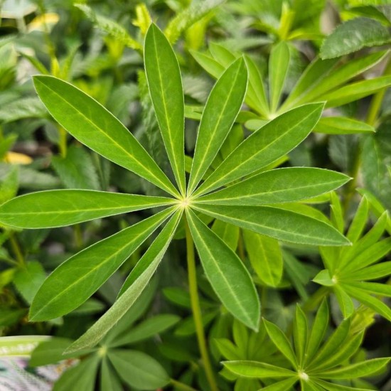 Lupin 'Gallery Pink'