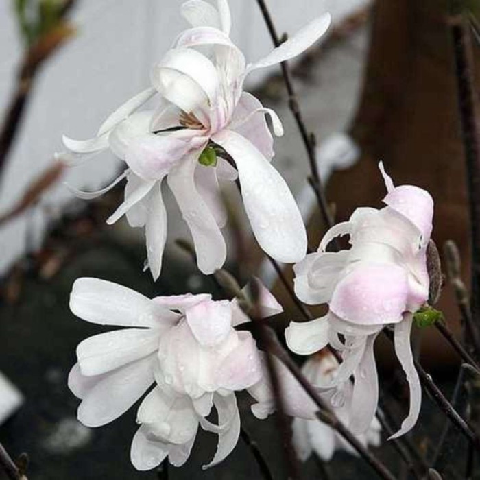 Magnolia stellata 'Royal star'