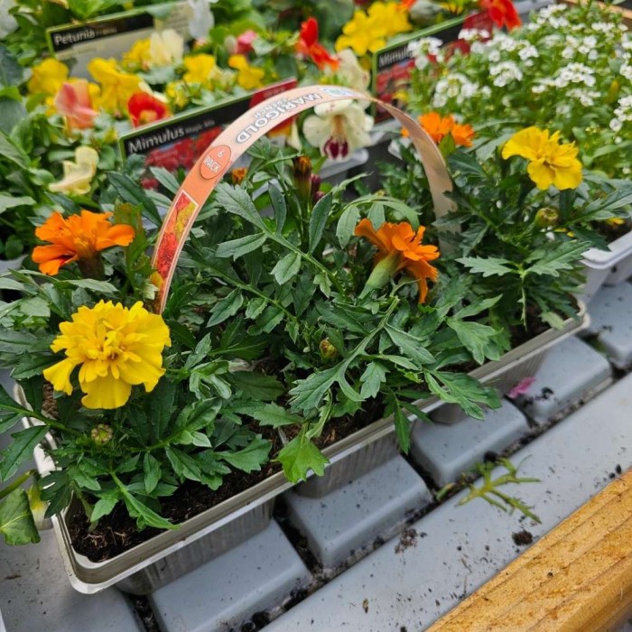 Marigola French Mix 6pk