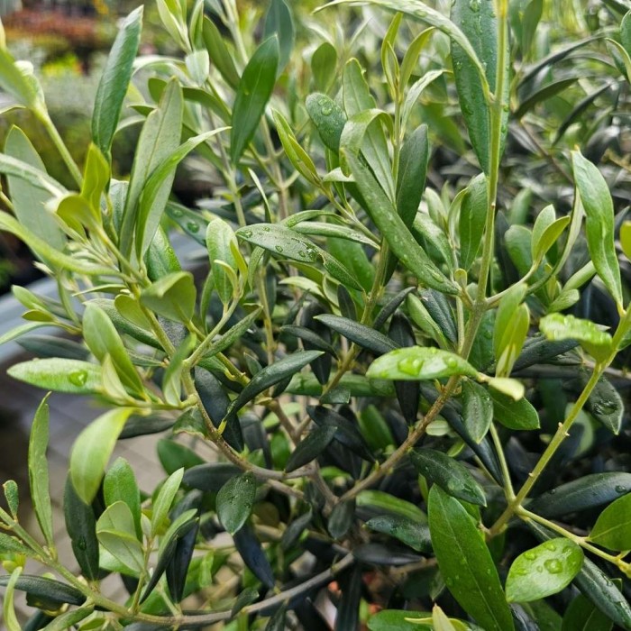 Olea Europaea (Olive Tree) 60-70cm Stem