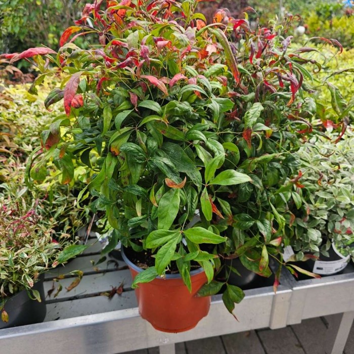 Nandina domestica 'Firepower'