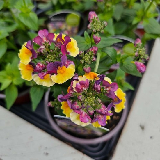 Nemesia Rhubarb & Custard