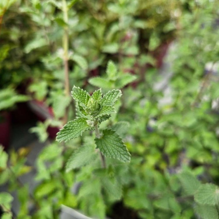 Nepeta 'Walkers Low'