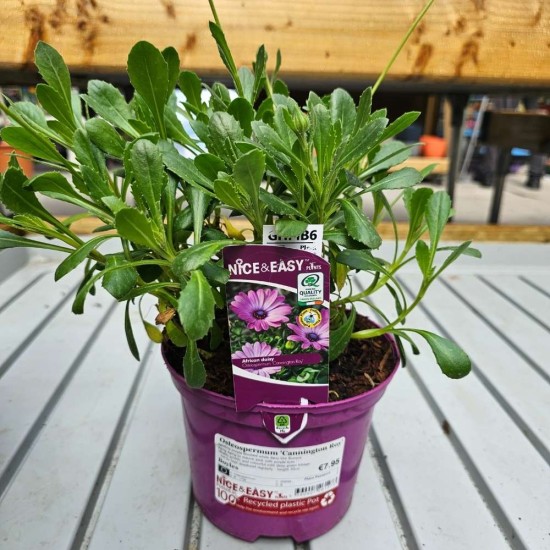 Osteospermum 'Cannington Roy'