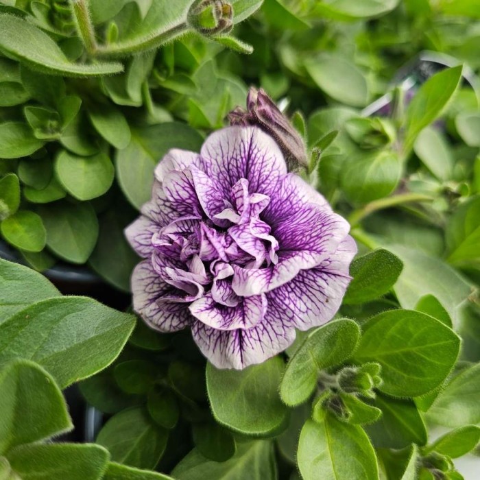 Petunia Double Blue