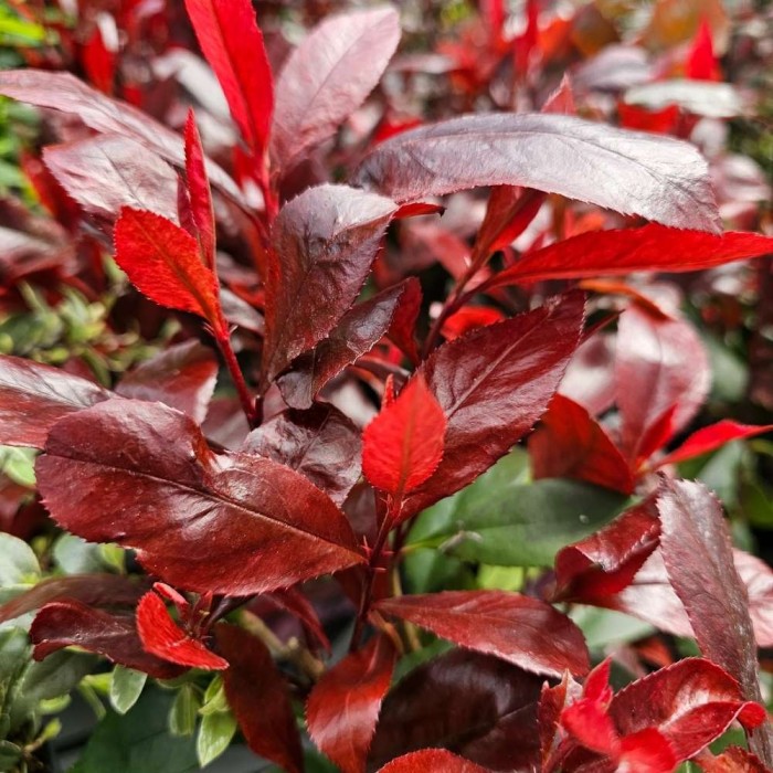 Photinia 'Carré Rouge' (Red Robin)