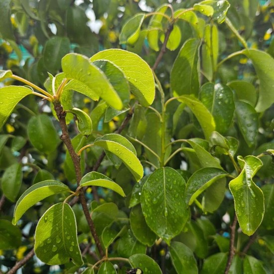 Pyrus communis 'Concorde' 