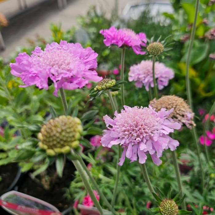 Scabiosa 'Pink Mist'