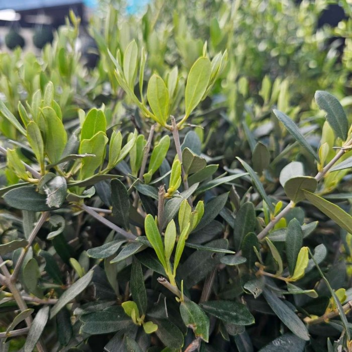 Olea Europaea (Olive Tree) Half Standard Stem