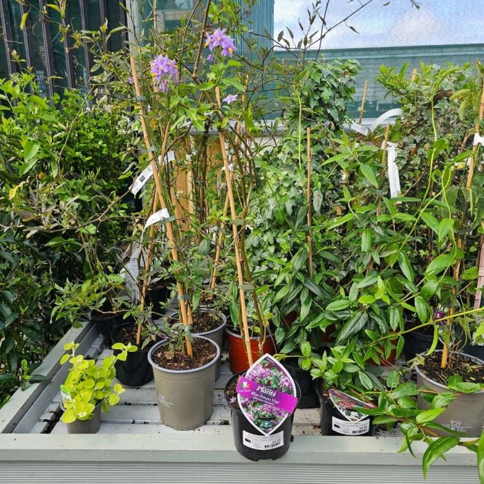 Solanum crispum 'Glasnevin'