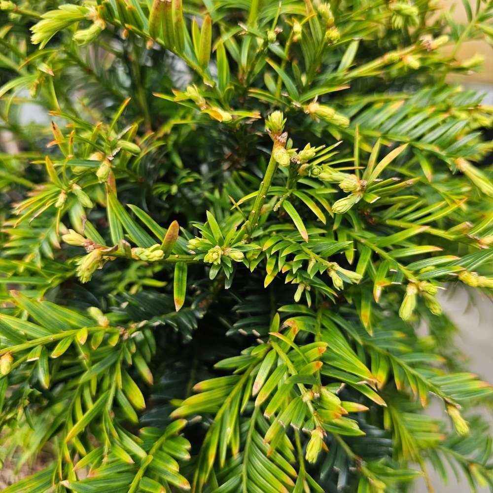 Taxus baccata 'Hpkens Gigant'