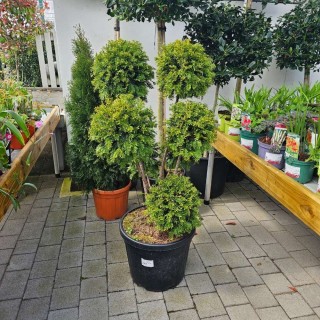 thuja martin Thuja plicata 'Martin' (Lebensbaum) | 60-80 cm mit Wurzelballen