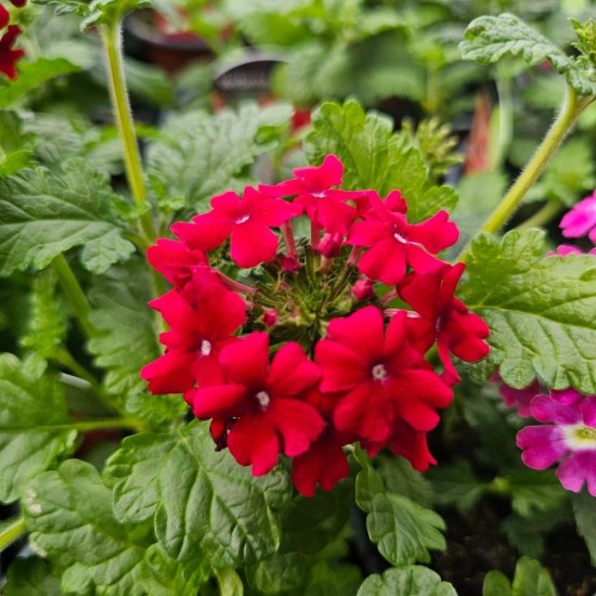 Verbena Lanai Early Deep Red