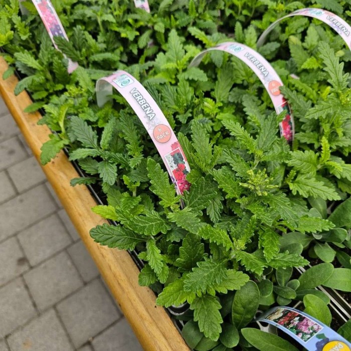 Verbena Obsession Mix