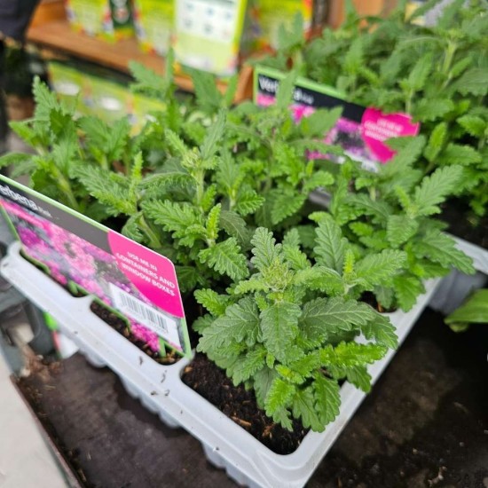 Verbena Mix 6 Pack