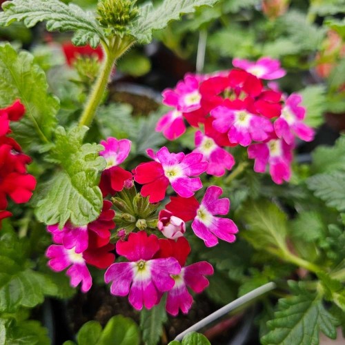 Verbena Lanai Twister Burgundy