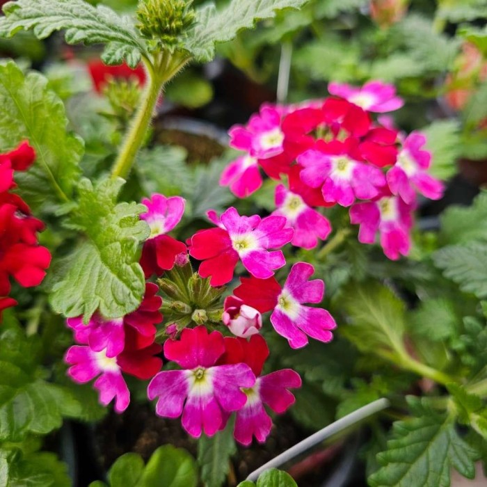 Verbena Lanai Twister Burgundy